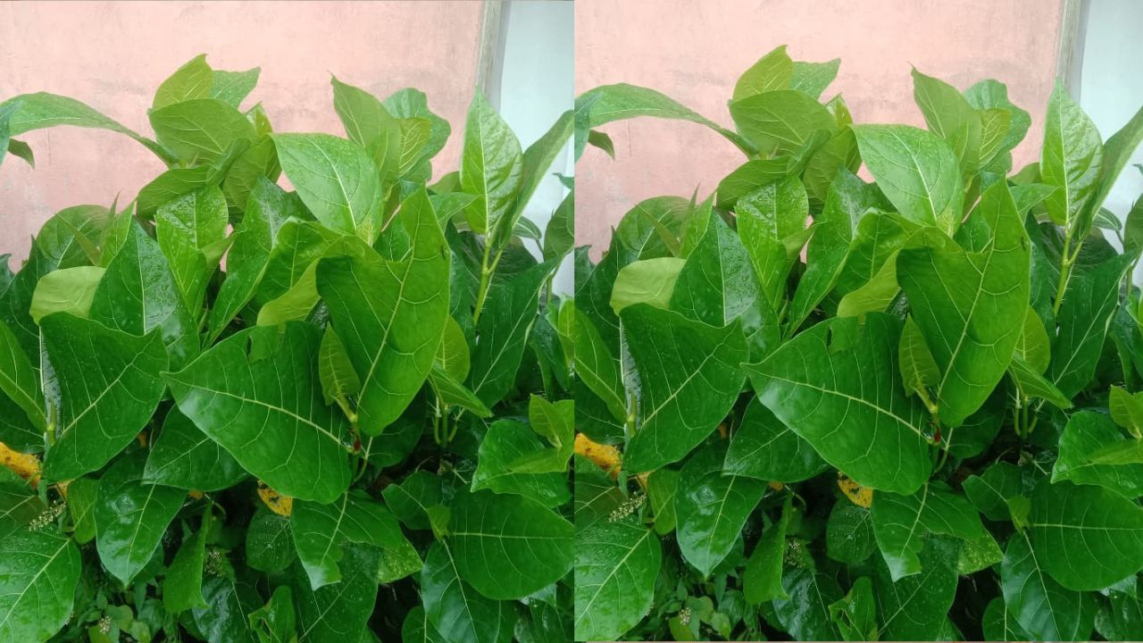 Mitos Populer Daun Awar - Awar yang Harus Kamu Tahu, Disebut Daun dari Perut Dewi!