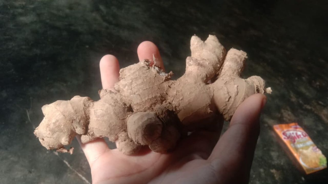 Catat! In Manfaat Jahe bagi Kesehatan Tubuh Lansia yang Harus Kamu Ketahui