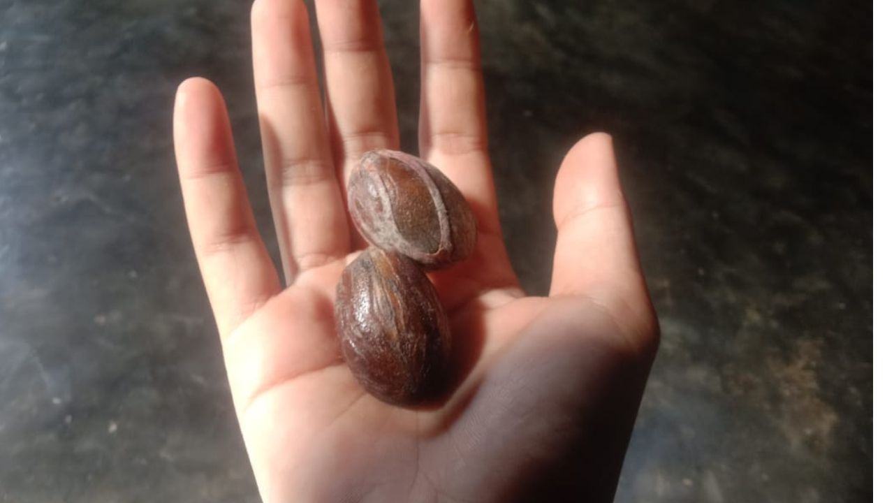 Catat! Ini 3 Manfaat Buah Pala Bagi Kesehatan Tubuh Lansia