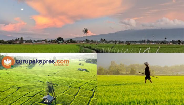 Wisata Hits di Kota Curup, Salah Satunya Sawah Rimbo Recap 