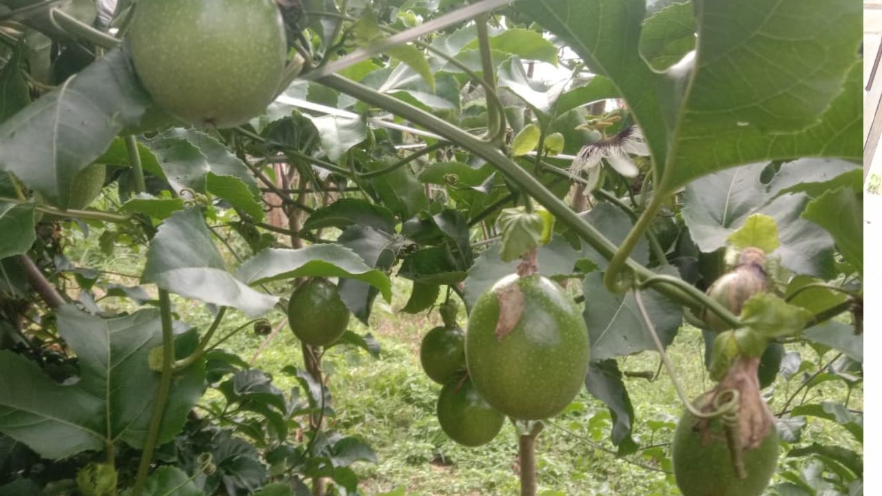 Catat! Ini 3 Manfaat Buah Markisa bagi Kesehatan Tubuh Manusia yang Jarang Diketahui