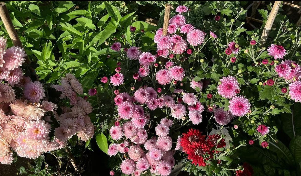 Tak Hanya Cantik Visualnya, Ternyata Bunga Krisan Banyak Kelebihan Lain yang Jarang Orang Ketahui