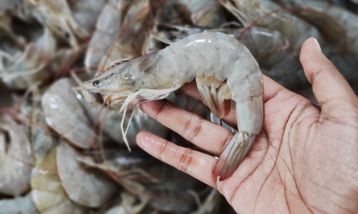  Kaya Gizi dan Mudah Diolah, Inilah Manfaat Udang untuk Anak