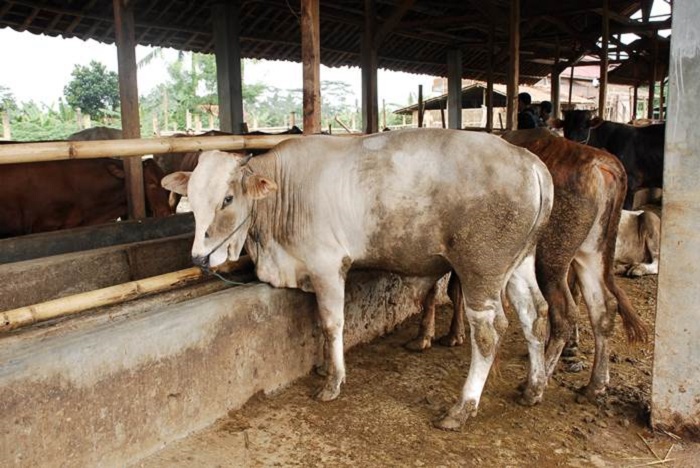 Kandang Sapi Disekitar Pemukiman, Warga Keluhkan Aroma Tak Sedap