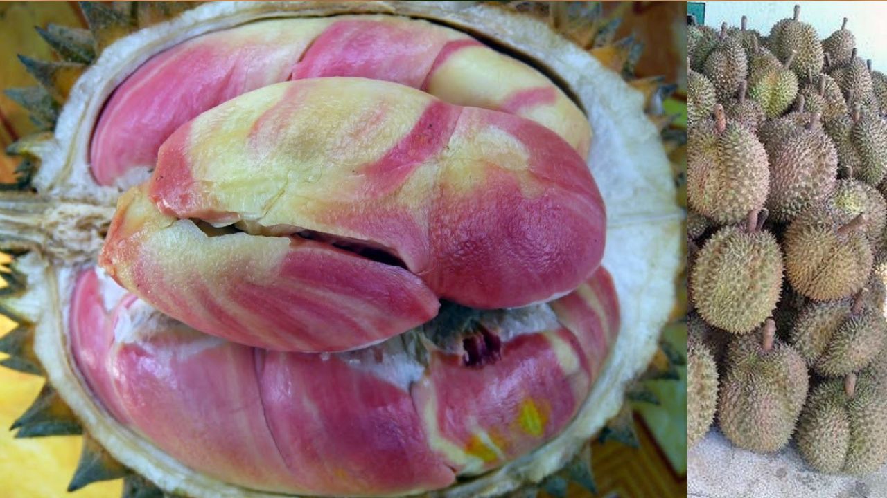 Catat! Ini 3 Manfaat Buah Durian Pelangi bagi Kesehatan Tubuh yang Jarang Diketahui