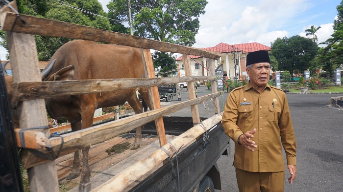 Kurban Pemkab Rejang Lebong Bertambah 1 Ekor Sapi