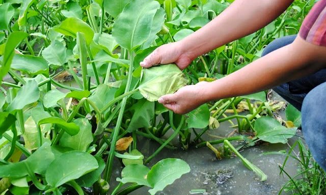 Sering Dianggap Sepele, Ternyata Genjer Kaya Nutrisi dan Antioksidan