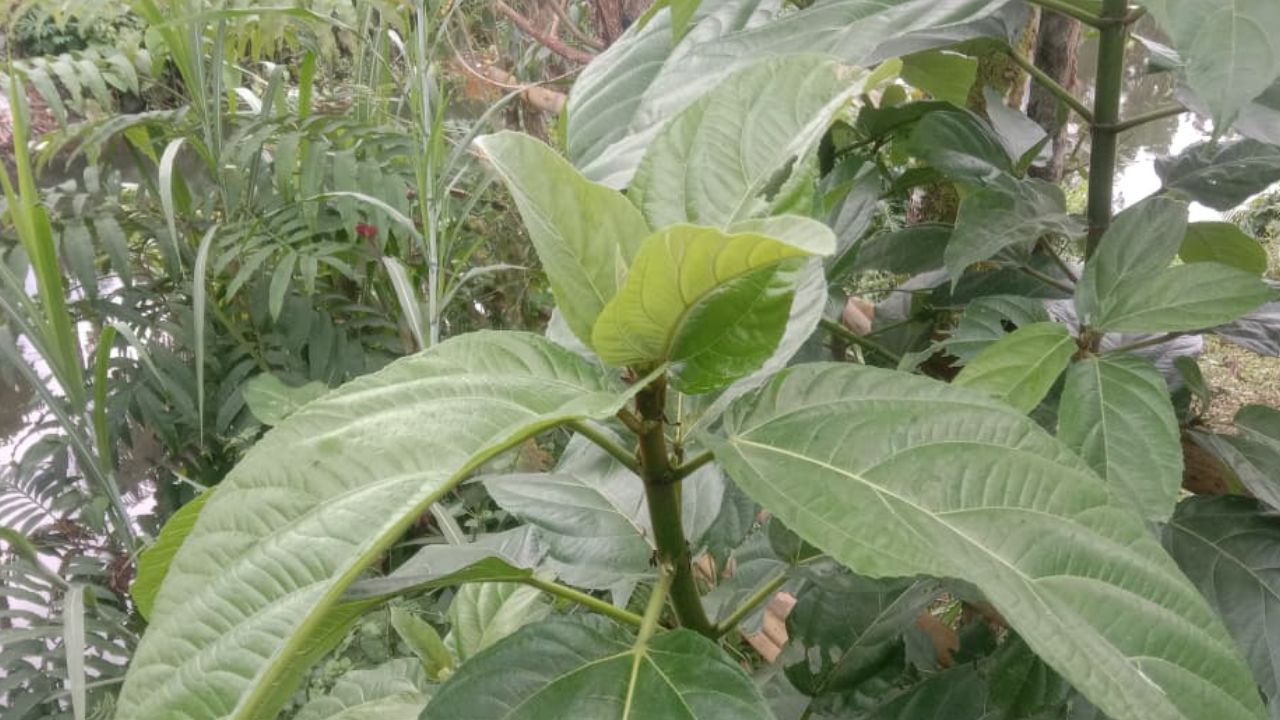 Catat! Berikut ini 3 Manfaat Tanaman Gegedang bagi Kesehatan Tubuh Manusia yang Harus Kamu Ketahui