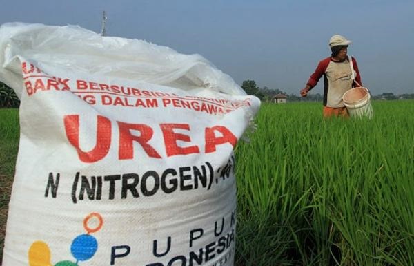 Jatah Pupuk Subsidi di Curup Hanya Tersisa 1.648 Ton