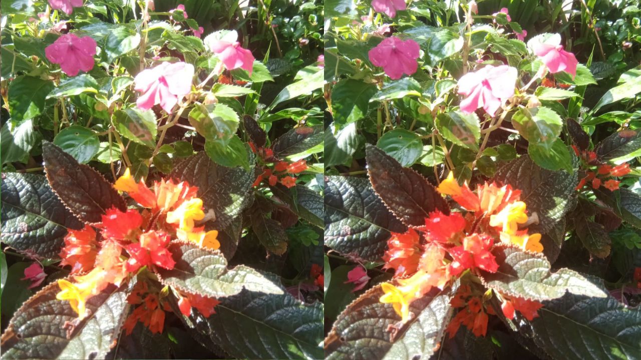 Rekomendasi Tanaman Hias yang Cocok untuk Menghias Pekarangan Rumah, Cek Disini!