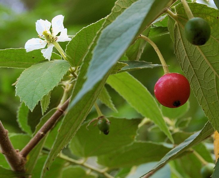 Kersen atau Buah Seri: Rasa yang Nostalgia dengan Manfaat Sejuta