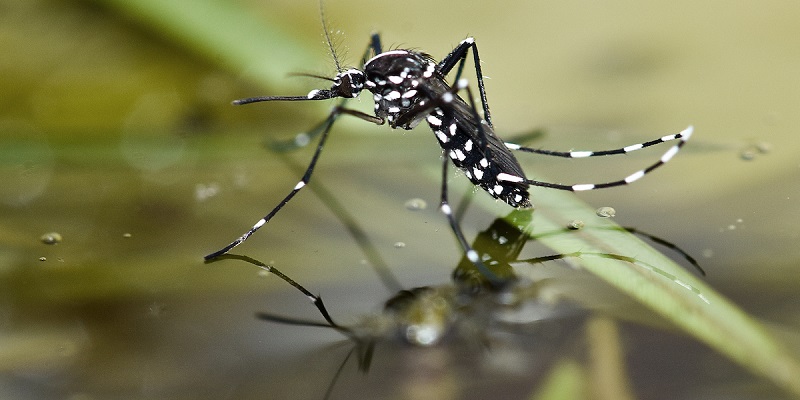 Lawan Nyamuk dengan 10 Tips Ampuh: Jadilah Ahli Anti-Gigitan!