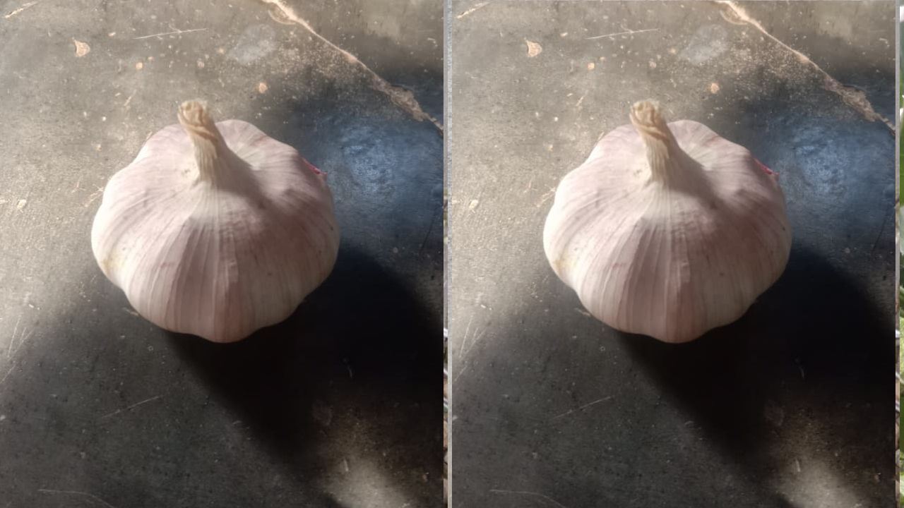 Kamu Harus Tahu! Ini Manfaat Bawang Putih bagi Kesehatan Gigi Manusia    ﻿