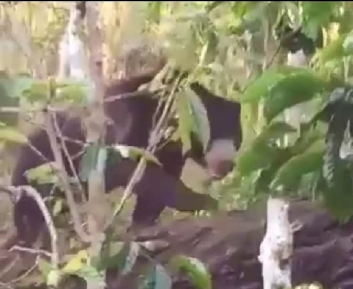 Warga Rejang Lebong Dihebohkan dengan Kemunculan Beruang, Ini Videonya!! 