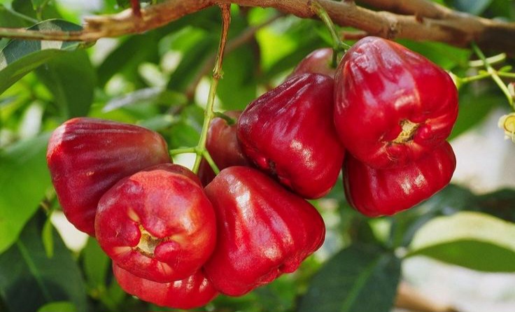 Segar, Murah, dan Menyehatkan, Inilah Manfaat Jambu Air !