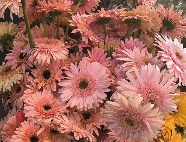Tren Baru! Bunga Gerbera Ini Akan Menjadi Primadona dalam Dekorasi Modern