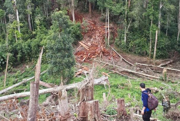 TNKS Maksimalkan Reboisasi Lahan Rusak di Rejang Lebong