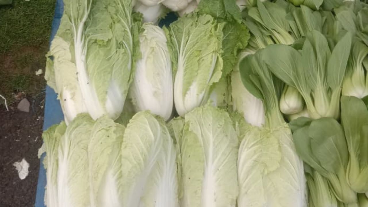 Catat! Ini Daftar Manfaat Sawi Putih bagi Kesehatan Tubuh Manusia yang Harus Kamu Ketahui