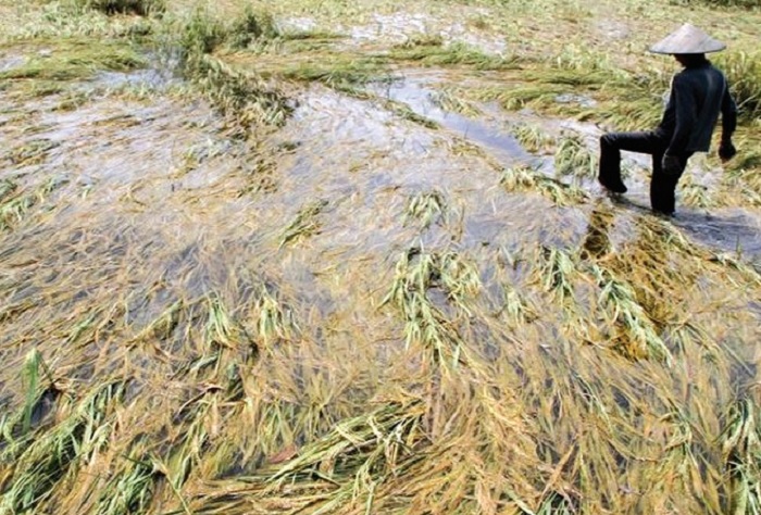  23,5 Hektar Sawah Terdampak Banjir