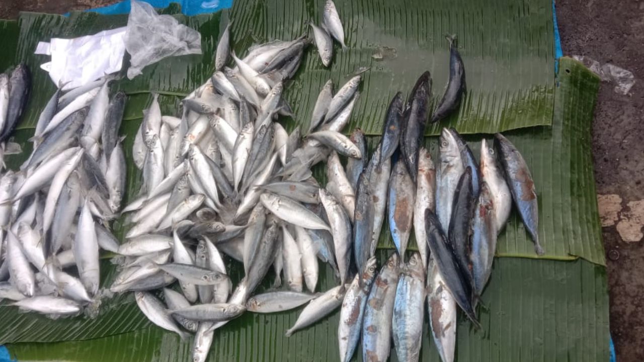 Catat! Ini 3 Tanda - Tanda ikan di pasar sudah tidak segar lagi, Buruan Cek Disini!