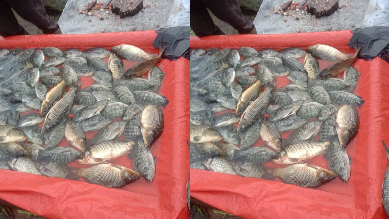 Catat! Ini Daftar Tips Memilih Ikan Tawar yang Segar di Pasar agar Tidak Rugi    ﻿