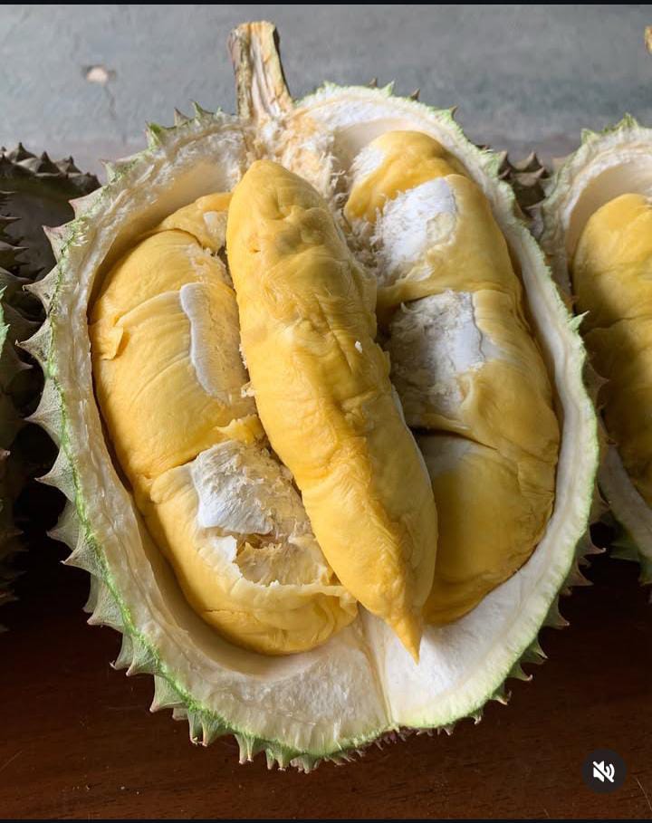 Panitia Festival Durian Rejang Lebong Sebar Undangan