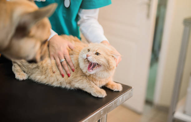 Inilah Alasan Kenapa Kita Tidak Boleh Memarahi Kucing