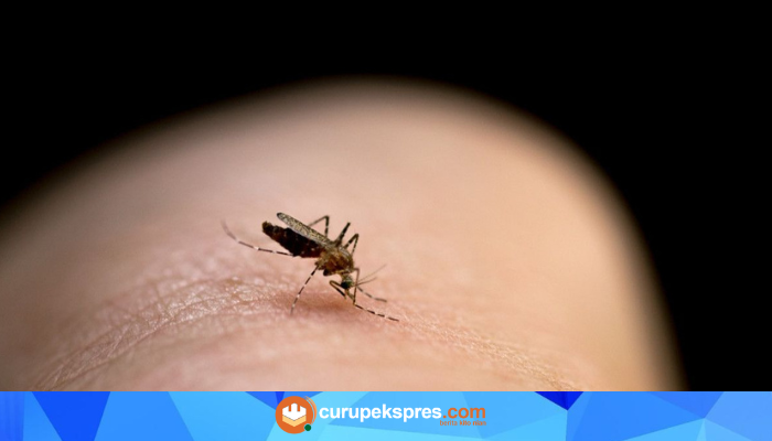 5 Jenis Nyamuk Penyebab DBD yang Harus Kamu Waspadai