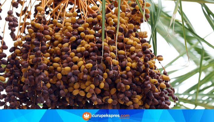 Catat! Ini Buah-buahan yang Tidak Boleh Dikonsumsi Saat Diet