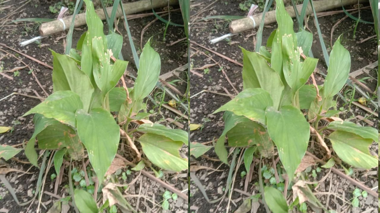 Catat! Ini 3 Manfaat Daun Kunyit bagi Kesehatan Tubuh Manusia yang Jarang Diketahui    ﻿