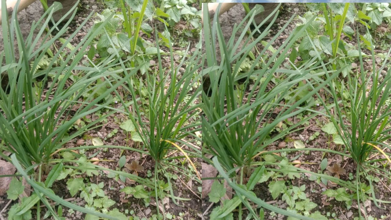 Manfaat Daun Kucai bagi Kesehatan Tubuh Manusia, Cek Disini!