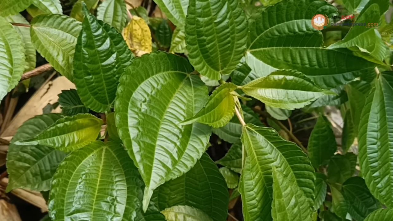 Manfaat Daun Pohpohan untuk Kesehatan Tubuh Remaja