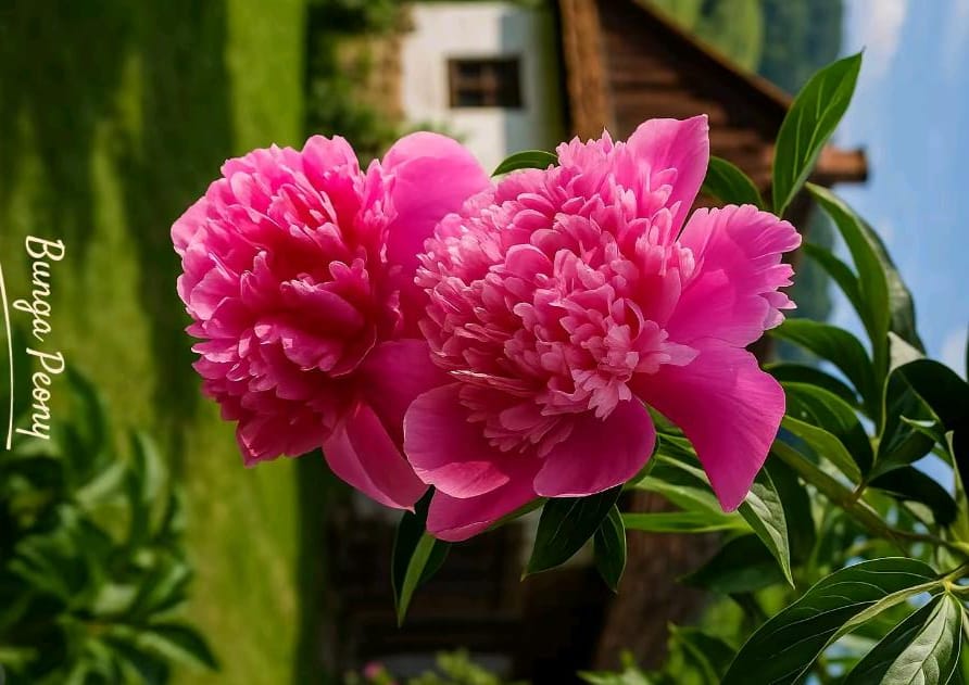 Bunga Peony: Cerita Tersembunyi di Balik Keindahannya