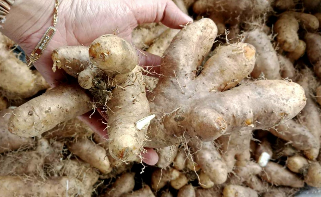 Tak Kalah dari Kentang, Ini Manfaat Gembili untuk Kesehatan