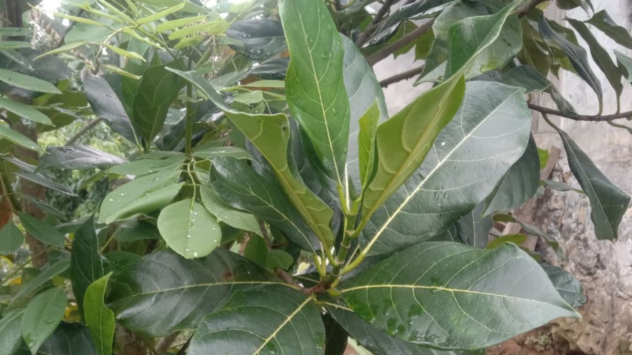 Catat! Ini 3 Manfaat Daun Nangka bagi kesehatan tubuh manusia