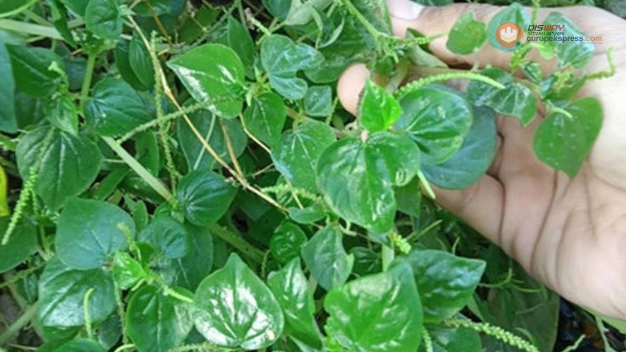 Manfaat Sirih Cina untuk Kesehatan Tubuh Lansia, Cek Disini!