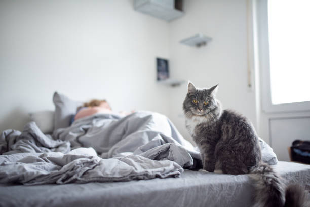 Kenapa Kucing Suka Membangunkan Majikannya di Pagi Hari ?