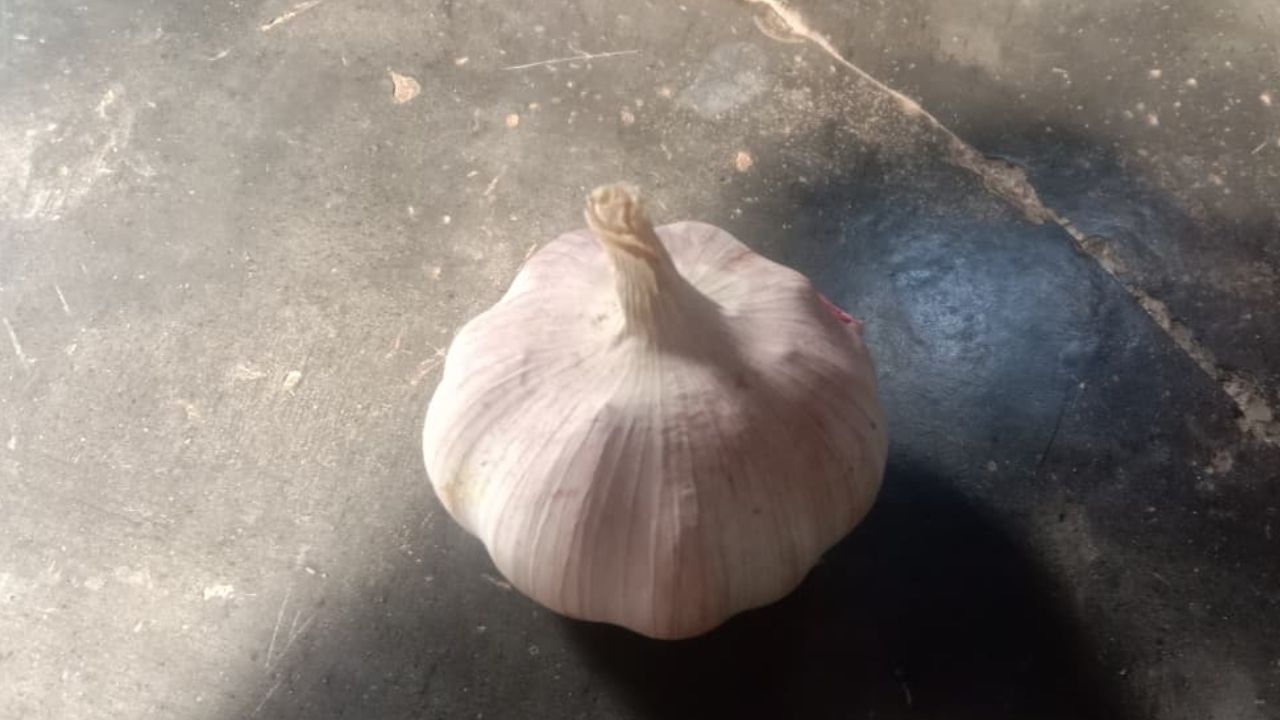  Manfaat Bawang Putih untuk Kesehatan Kuku, Cek Disini!