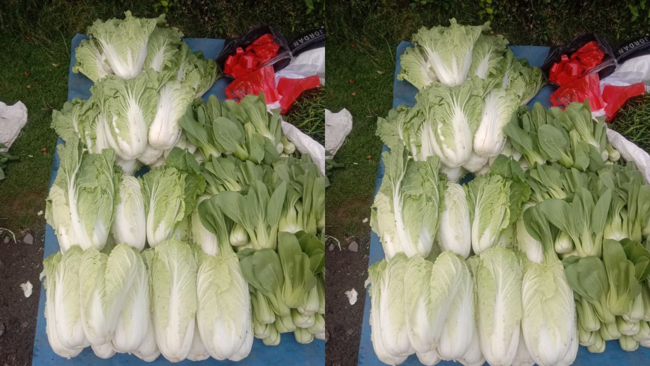 Catat! Ini 3 Tips Memilih Sayuran yang Segar di Pasar yang Harus Kamu Ketahui      ﻿