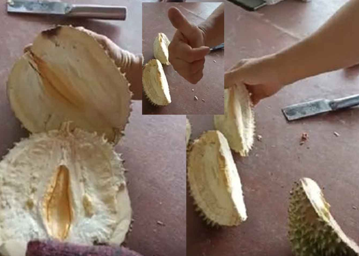 Jangan Sampai Salah Pilih! Ini Tips Jitu Memilih Durian Supaya Gak Zonk