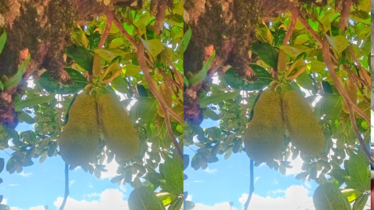 Kamu Harus Tahu! Ini 3 Manfaat Nangka Muda bagi Kesehatan Sistem Pencernaan