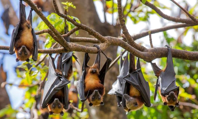  Virus Nipah Kembali Terjadi, Seberapa Berbahaya bagi Manusia ?