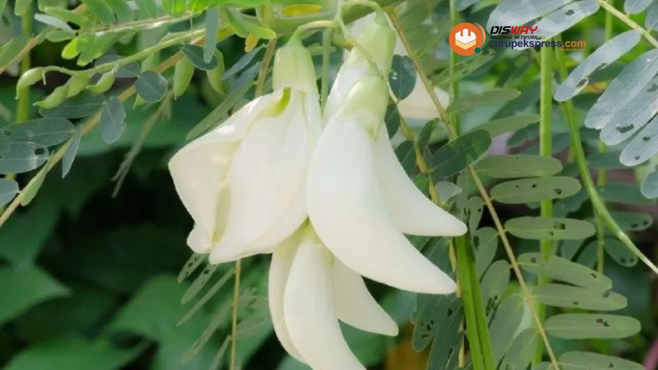 Jarang Disadari! Inilah Manfaat Bunga Kembang Turi untuk Kesehatan Tubuh