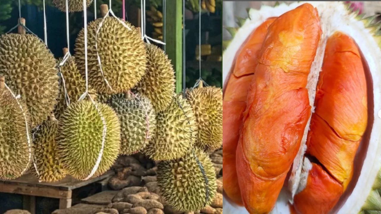 Ini 10 Durian Jenis Langka Varietas Unggul Lokal Akan Dipamerkan Pada Festival Durian Rejang Lebong