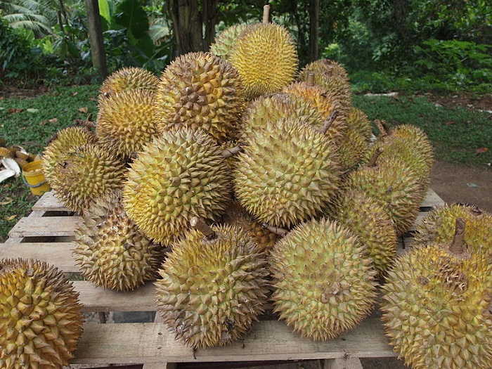 Inilah 5 Jenis Durian yang Cocok untuk Pejuang Garis Dua