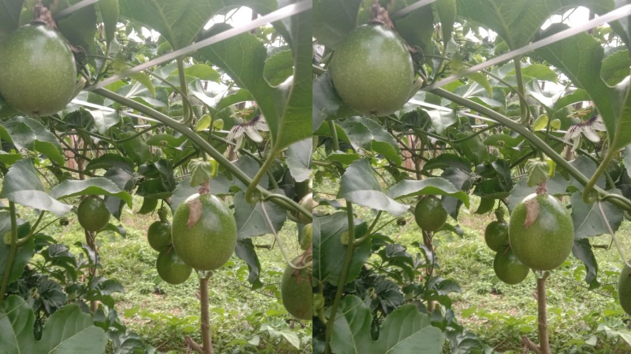 3 Manfaat Ekstrak Buah Markisa bagi Kesehatan Tubuh, Cek Disini!