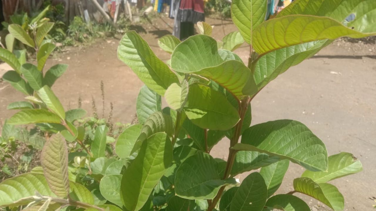 Manfaat Daun Jambu Muda bagi Kesehatan Tubuh Lansia, Cek Disini!