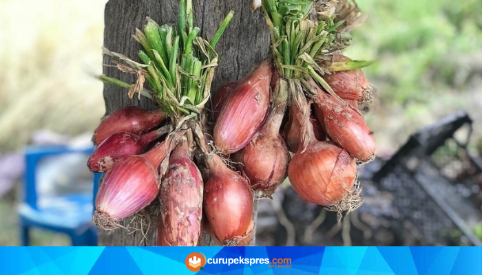 Bawang Dayak: Tumbuhan Berkhasiat dengan Manfaat Kesehatan