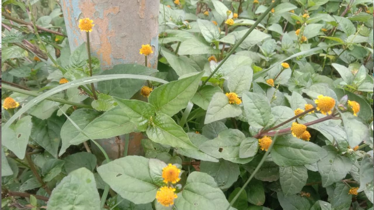 Manfaat Bunga Jontang bagi Kesehatan Tubuh, Buruan Cek Disini!