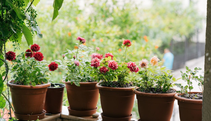 Panduan Lengkap Merawat Bunga dalam Pot: Tips untuk Keindahan yang Tahan Lama